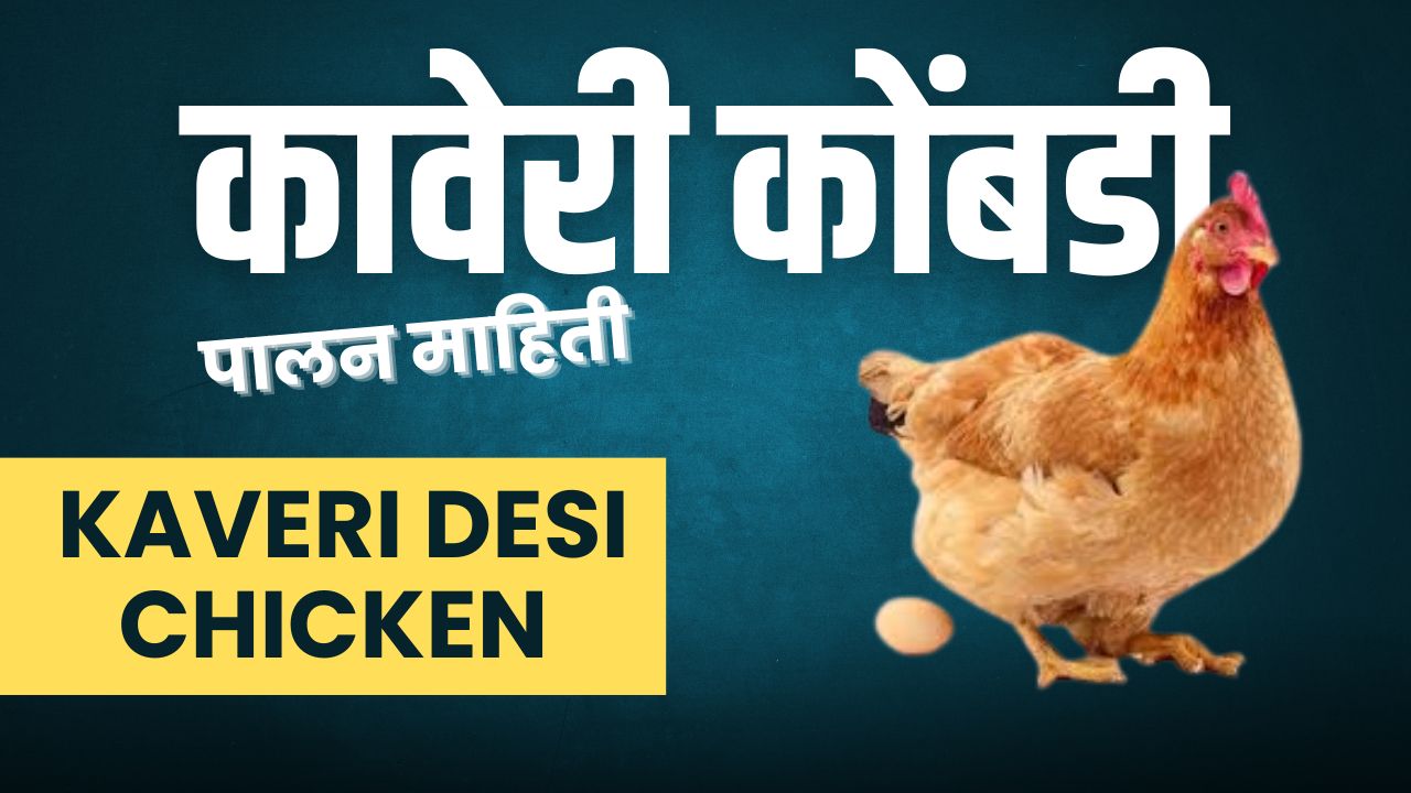 You are currently viewing 228 कावेरी कोंबडी पालन माहिती | Kaveri Desi Chicken